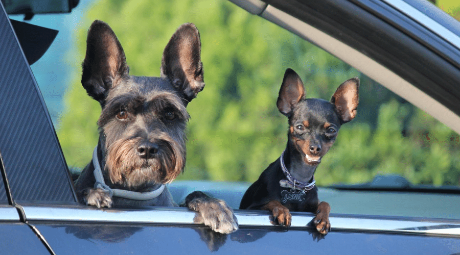 CONSEJOS PARA VIAJAR SEGURO CON TUS MASCOTAS EN AUTO